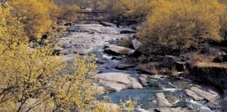 Yellow Flowers and the Road to Gurye