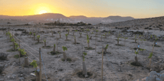 유대교 부림절, 고대 이스라엘 와인의 역사적 유산을 기념하는 특별한 축제 기간