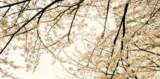 2025 벚꽃 시즌, 봄맞이 꽃캉스를 위한 에어비앤비 숙소 소개