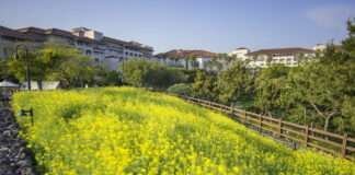 ‘봄꽃 성지’ 제주신라호텔에서 가족사진 스냅 인기