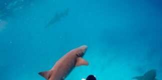 하나투어X고고다이브, 다이빙 강사와 떠나는 밍글링 투어 선봬