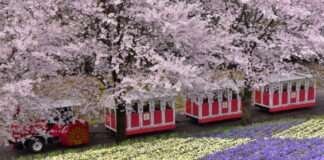 에어서울, 3월 31일 요나고 증편 운항∙∙∙첫편 탑승률 99%