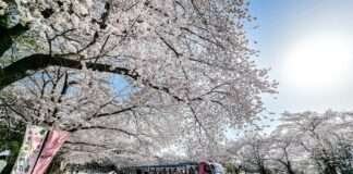 벚꽃랜드에서 즐기는 이색 벚꽃놀이 코스 Best3