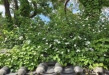 김문수 쪽으로 바람이 부는구나