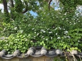 김문수 쪽으로 바람이 부는구나