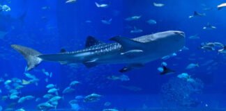 모두투어 ‘꿈꾸던 여유, 긴 여운 오키나와’ 기획전 출시