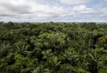 WWF, 브라질 대통령 방한 계기 ‘열대우림 영구기금’ 논의 촉구