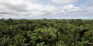 WWF, 브라질 대통령 방한 계기 ‘열대우림 영구기금’ 논의 촉구